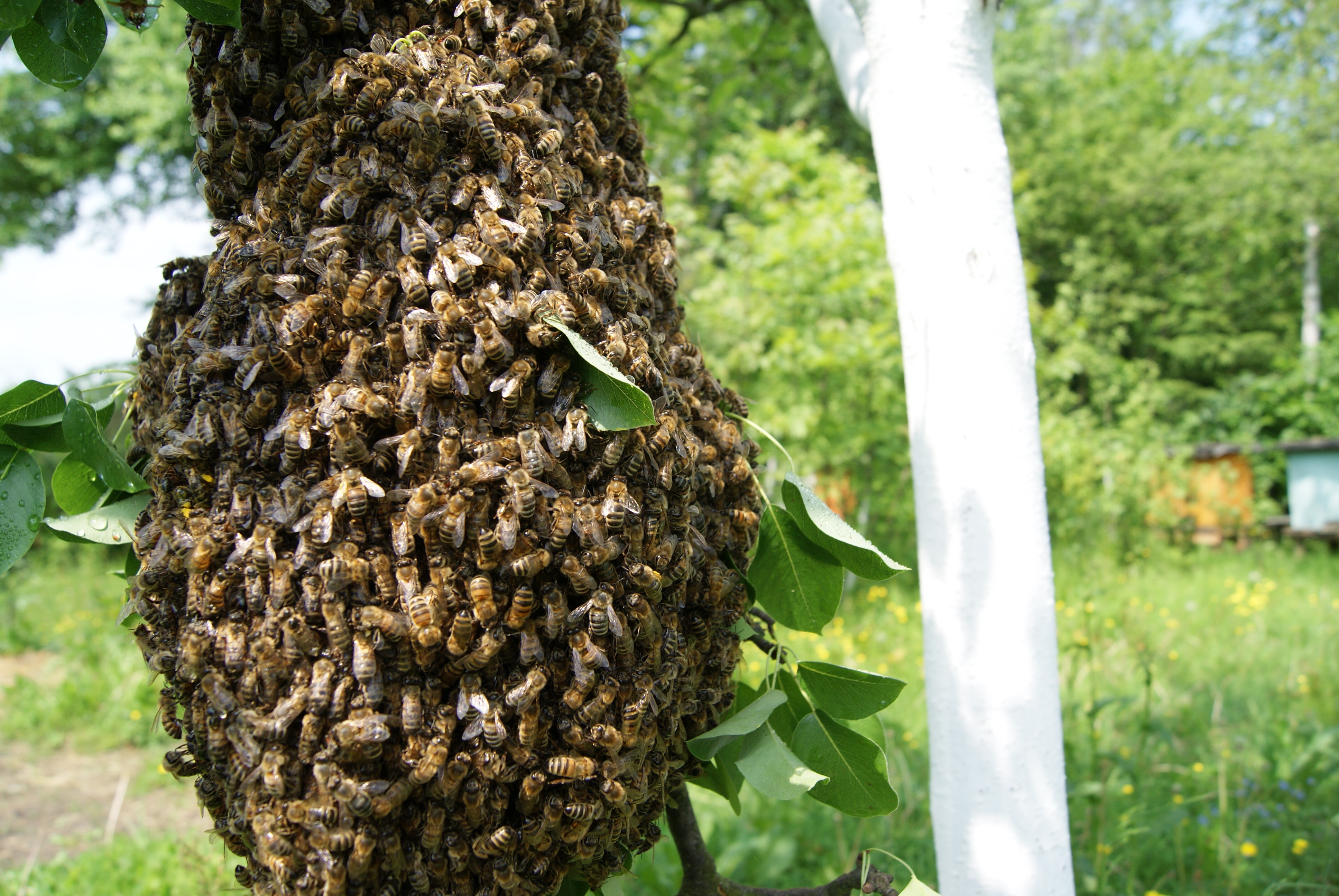 pszczoly na drzewie ukraina pasieka oleksandra